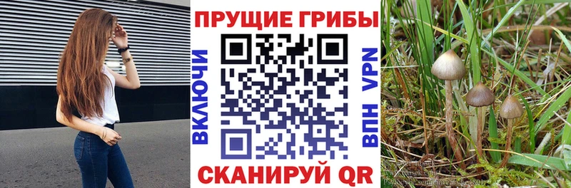 Купить где  Коркино  Псилоцибиновые грибы ЛСД 